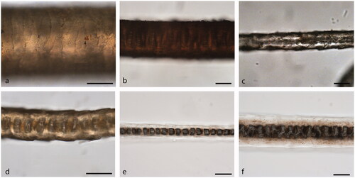 Figure 10. Diagnostic features of animal hair used to identify string raw materials from CG1: (a) shield region with regular wave scale pattern; (b) narrow aeriform lattice in the shield region; c) underhair with diamond hair scale pattern; (d) proximal section of medulla with uniserial ladder structure; (e) reference specimen of proximal section of T. vulpecula underhair (ear); and (f) reference specimen of distal section of tail hair of Trichosurus sp. showing narrow aeriform lattice medulla. Bar scale is 20 µm in all photos.