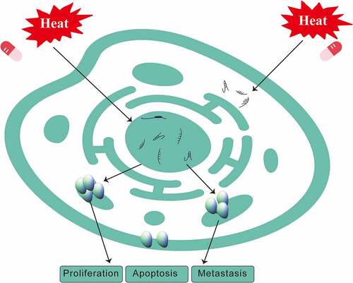 Figure 3. Changes in the levels of noncoding RNAs and cell functions in gastric cancer after treatment with HIPEC.