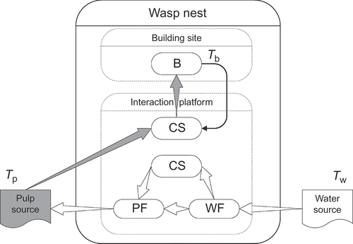 Figure 1. Schematic representation of the wasp nest. Wasp types: WF, water forager; PF, pulp forager; CS, common stomach wasp; B, builder. The flow of the water is shown by white arrows. Pulp is transported from pulp source to the nest (grey arrow) and it is given to builders. Builders build the pulp into the nest on the building site. Solid arrow shows the transition of behaviour of builders who finished their job. T p, T w and T b: time needed for pulp, water collection and building, respectively.