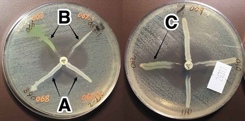 Figure 1. MHT showing indentation (clover-leaf appearance) indicating carbapenemase production by the tested isolates (A), and isolates with no indentation indicate negative MHT (B), while isolates with inhibited E. coli ATCC 25,922 growth indicate indeterminate result (C). Meropenem (MEM) disc (10 µg) was used