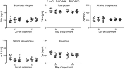 Figure 6 Biochemical analyses of sera isolated from animals after repeated administration of polyelectrolyte nanocapsules.Notes: Animals were euthanized on the 30th or 60th day of the experiment, blood was isolated by cardiac puncture, and biochemical markers of hepatotoxicity and nephrotoxicity were analyzed in sera. Each point in graphs represents an individual mouse. The line for each group represents the mean ± SD (n=6).