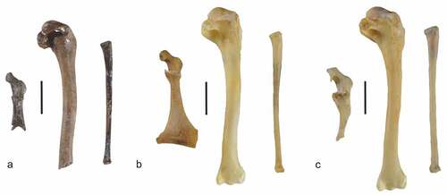 Figure 7. (a) Omal extremity of right coracoid (GPIT/AV/00236; dorsal view), right humerus lacking distal end (GPIT/AV/00232; caudal view), and right radius (GPIT/AV/00213; ventral view) of a very small anatid from the Hammerschmiede clay pit (cf. Mioquerquedula). (b) Right coracoid, humerus, and radius of the extant Spatula hottentota (SMF 5794). (c) Omal extremity of right coracoid as well as right humerus and right radius of the extant Nettapus auritus (SMF 255). Scale bars equal 10 mm. [Colour online].