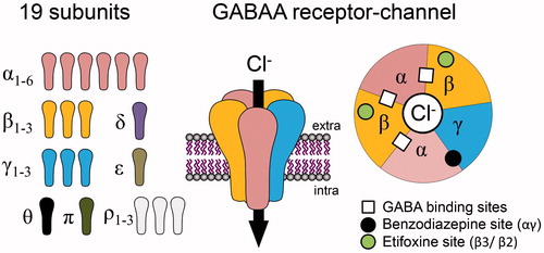 Figure 1. Schematic representation of GABAA receptors (GABAARs) as heteropentameric complexes, made up of a combination of 19 subunits, delimiting a chloride-permeable channel when activated by at least two molecules of GABA. Extracellular sites for benzodiazepines and etifoxine, two anxiolytics, are indicated on the top view representation of the receptor channel, composed in the vast majority by αβγ subunits.
