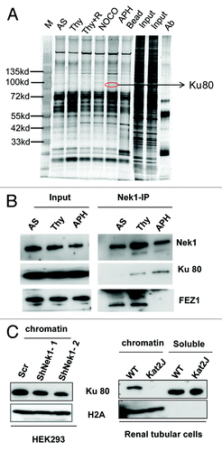 Figure 5. Nek1 interacts with Ku80 and facilitates its chromatin loading. (A) HEK293 cells stably expressing Myc-Nek1 were subjected to no treatment (AS), thymidine block (Thy), thymidine block, and 3 h of release (Thy+R), Nocodazole treatment (NOCO), or APH treatment. Myc-Nek1 was pulled down by immunoprecipitation using anti-Myc antibody, resolved on NUPAGE gradient gels, and stained by silver staining. The lanes of treated samples were compared with the control (AS) lane to identify distinct protein bands for mass spectrometry. One protein that consistently appeared after treatment was identified as Ku80. (B) HEK293 cells stably expressing Myc-Nek1 were subjected to no treatment (AS), thymidine block (Thy), or APH treatment to collect cell lysate for immunoprecipitation using anti-Myc antibody. The immunoprecipitates were analyzed for Nek1, Ku80, and FEZ1. (C) HEK293 cells were transfected with scrambled sequence or Nek1 shRNA. The cells were then synchronized by double thymidine block, followed by fractionation to isolate chromatin for immunoblot analysis of Ku80 and H2A (histone-2A as loading control). Renal tubular epithelial cells from wild-type (WT) and Kat2J mice were grown to similar density to fractionate into chromatin and soluble fractions for immunoblot analysis of Ku80 and H2A.