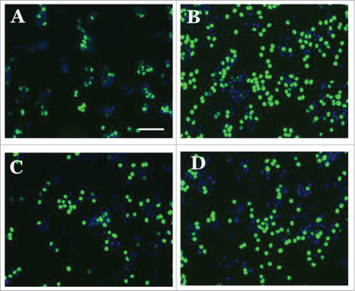Figure 9. Representative images of the EdU cell proliferation assay done after MCF7 cells were subjected the following treatments (A) Vehicle (0.1% DMSO); (B) Estradiol 1nM; (C) S100 Peptide P1 5 uM and (D) S100 Peptide P1 5 uM + Estradiol 1 nM. All images were captured with a Zeiss Axio Observer inverted microscope at 10X magnification with filters appropriate for Hoechst and FITC fluorescence (Alexa Fluor 488- ex495nm, em519nm; NuclearMask Blue stain- ex350nm, em461nm). The total DNA content was stained with a NuclearMask Blue stain (blue), and EdU was visualized after conjugation with Alexa Fluor 488 azide (green).