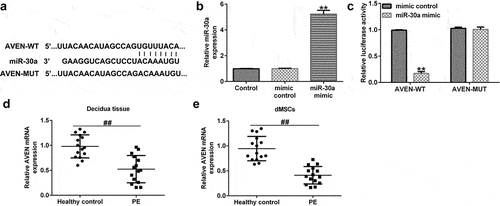 Figure 2. AVEN directly targeted miR-30a (a). Binding site between miR-30a and AVEN was predicted using TargetScan. (b) Determination of miR-30a in 293 T cells after mimic control or miR-30a mimic transfection. (c). Dual-luciferase assay was performed to verify the relationship. Quantitative reverse transcription-polymerase chain reaction (qRT-PCR) analysis determined AVEN expression in the decidua tissue (d) and decidua MSCs (dMSCs) (e) of healthy pregnancies and patients with PE. **P < 0.01 vs. mimic control group; ##P < 0.01 vs. Healthy control.