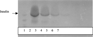 FIG. 3 Polyacryamide gel electrophoresis of insulin loaded Span 60 niosomes: Lane 1-protein molecular weight marker; lane 2-insulin PBS solution; lane 3-before separation niosomes solution; lane 4-free insulin separated from column; lane 5-niosomes solution after disrupted by 1% Triton X-100; lane 6-insulin-niosomes; lane 7-blank noisome. After electrophoresis, the gel was stained with Coomassie brilliant blue.