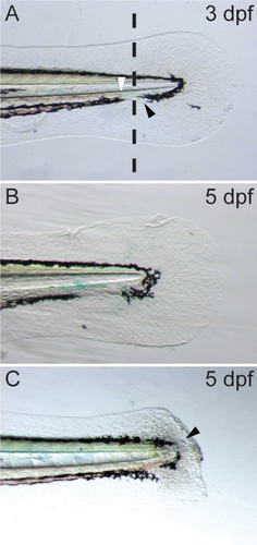 Figure 1. Embryonic fin transection(A) Dotted line represents the site of transection at three days post-fertilization (dpf), black arrowhead highlights the pigment gap; white arrowhead, highlights the caudal limit of blood circulation. (B) Untransected embryonic fin at five dpf. (C) Embryonic zebrafish fin at five dpf, two days post-transection. Black arrowhead highlights blastema formation and ongoing fin regeneration.