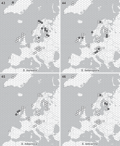 Figs. 43–46. Distribution of newly described Synura species. Light grey hexagons show all studied regions where the occurrence of any Synura species has been recorded. Filled hexagons show the known distribution pattern of the new species. Fig. 43. S. borealis. Fig. 44. S. heteropora. Fig. 45. S. hibernica. Fig. 46. S. laticarina. The hexagon edge length corresponds to 80 km (hexagon area ≈ 16 600 km2).