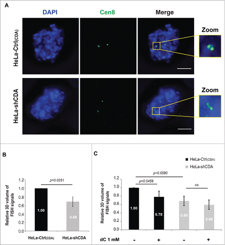 Figure 2. CDA deficiency is associated with structural changes to the centromere. (A) Representative deconvoluted z-projection immunofluorescence images of prometaphase HeLa cells with and without CDA expression. DNA was visualized by staining with DAPI (in blue). The centromeres of chromosome 8 were stained with a Cen8 probe (in green). Scale bar: 5 µm. (B) Relative 3D volume of FISH signals in HeLa-Ctrl(CDA) (black bars) and HeLa-shCDA (gray bars) cell lines (n = 3, > 90 prometaphase cells analyzed). (C) Relative 3D volume of FISH signals in HeLa-Ctrl(CDA) (black bars) and HeLa-shCDA (gray bars) cells left untreated or treated with 1 mM dC for 16 hours (n = 3, > 285 prometaphase cells analyzed). Error bars represent the mean ± SD. Statistical significance was evaluated with Student's t-test; ns: not significant.