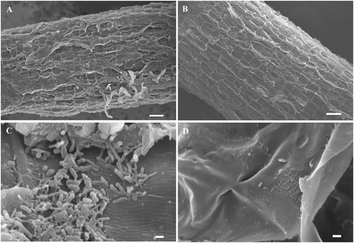Figure 1. SEM micrograph of root surface in Panax ginseng. (A) SEM micrograph before root surface sterilisation. Bar = 100 μm. (B) SEM micrograph after root surface sterilisation. No bacteria was detected on the root surface. Bar = 100 μm. (C) SEM micrograph before root surface sterilisation. Many bacteria were adhered to the root surface. Bar = 1 μm. (D) SEM micrograph after root surface sterilisation. Bar = 1 μm.