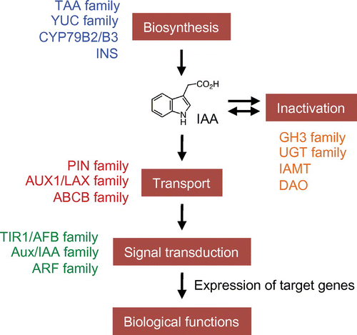 Fig. 1. A schematic model of auxin biosynthesis, inactivation, transport, and signal transduction in plants.