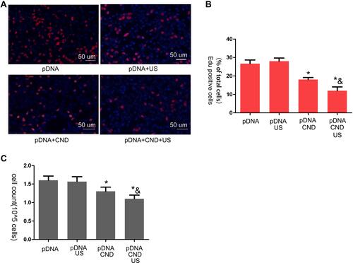 Figure 6 DKK-2 expression is involved in decreased LNCaP cells proliferation. (A) Representative images of EdU-positive cells under different conditions. BrdU-positive cells are red. (B) Quantification of EdU-positive cells (*P<0.01 versus naked pDNA; &P<0.05 versus pDNA-loaded CNDs). (C) Effect of DKK-2 on LNCaP cells proliferation determined by cell counting (*P<0.01 versus naked pDNA; &P<0.05 versus pDNA-loaded CNDs).
