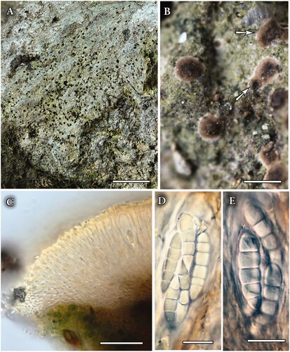 Figure 3. Jejulea byssolomoides (KoLRI 36855, holotype). (A, B) Thallus with ascomata (arows); (C) Cross section of ascoma; (D, E) Detail of mature ascospores in ascus (mounted in water). Scales: (A) – 10 mm, (B) – 1000 μm, (C) – 50 μm, (D, E) – 10 μm.