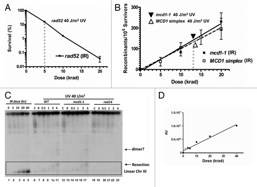 Figure 4. Significant contribution of DSBs to UV-induced recombination. (A) Survival curve of rad52-null cells arrested in G2 by nocodazole and treated with IR. The survival of rad52-null cells treated with 40 J/m2 is placed on the trend-line. The vertical gray line represents the dose in krad equivalent to 40 J/m2. (B) Dose-dependent IR-induced recombination is presented for two mcd1 mutants; MCD1 simplex (solid line) and mcd1–1 (dashed line). The data for mcd1–1 is taken from Figure 3B, Scenario 2 and for MCD1 simplex from Figure 3A. Recombination induced by 40 J/m2 was calculated for both MCD1 mutants and placed on the trend-line. Vertical gray lines represent the dose in krad equivalent to 40 J/m2. (C) Detection of DSB formation after UVB and ionizing radiation are as previously reported.Citation43,Citation44 Briefly, overnight cultures of WT, mcd1–1 and rad14 haploid strains were grown at 30°C, arrested with nocododazole and then exposed to 40J/m2 UVB in ice-cold water. The cultures were then returned to YPDA containing nocodazole to incubate for up to 4 h (30°C). As a control, cells were irradiated with IR (5,10,20,40 krad) using a 137Cs irradiator and harvested immediately after irradiation. Cells were processed for PFGE analysis as described.Citation45 Linear chromosomes III (details in text) were determined by Southern blotting with a CHA1 probe; the zone corresponding to linear chromosome III or its derivatives is marked by a rectangle. The solid arrow indicates a resected linear DNA molecule and the dashed arrow points to a possible linear dimer of chromosome III (details in text). (D) IR dose-dependent Southern blot signal from a chromosome III specific probe [represented as AU (Arbitrary Units)]. Gray solid and Gray empty circles represent the chromosome III southern signals obtained for WT and mcd1–1 cells irradiated with 40 J/m2 after 4 h, respectively (see lane 11 and 17 of panel 4C).