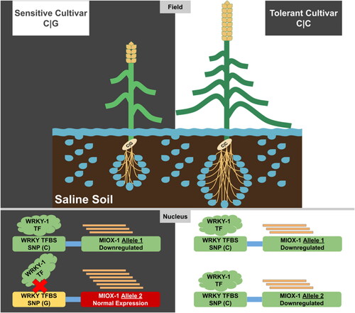 Figure 7. A graphical model illustrate the role of the MIOX1 and WRKY1 genes in presence/absence of the SNP (C/C) or (C/G) and its impact/role in explain the salinity-tolerance in wheat cultivars.