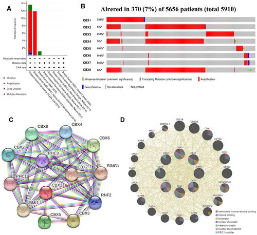 Figure 6 Gene alteration and interaction of CBXs in BC patients. (A, B) Gene alteration and expression of CBXs in BC patients (cBioPortal). (C, D) Analysis of protein-protein interaction of CBXs (STRING and GeneMANIA).