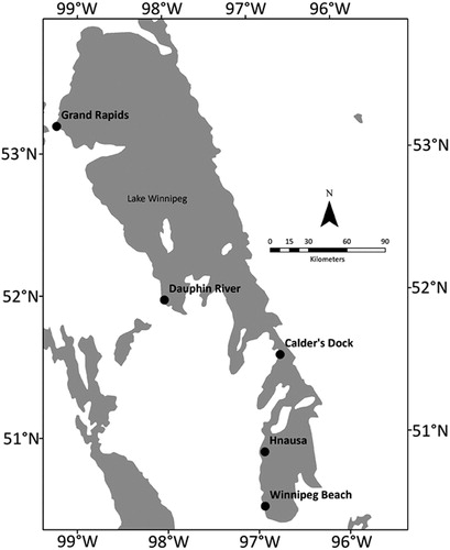 Figure 1. Map of Lake Winnipeg, Manitoba. Black dots indicate sampling locations. Grand Rapids and Dauphin River are locations in the north basin of the lake. Calder’s Dock is in a channel connecting the north and south basins. Hnausa and Winnipeg Beach are in the south basin, where the mussel was first observed.