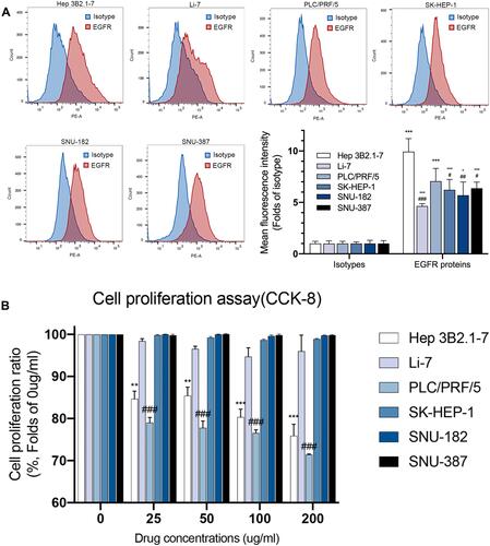 Figure 1 Expressions of EGFR protein have no correspondence with efficacy of nimotuzumab. (A) Representative flow cytometric histograms showed the expressions of EGFR protein on cells surface of six HCC cell lines (Hep 3B2.1–7, Li-7, PLC/PRF/5, SK-HEP-1, SNU-182, SNU-387). Mean fluorescence intensity (MFI) of flow cytometric histograms (mean ± SEM of 3 independent experiments). Statistical differences were determined by one-way ANOVA and Student’s t-test, with *p<0.05, **p<0.01, ***p<0.0001 against isotype; #p<0.05, ##p<0.01, ###p<0.0001 against Hep 3B2.1–7. (B) Cell proliferation was evaluated using the CCK-8 assay. Statistical differences were determined by Student’s t-test, with *p<0.05, **p<0.01, ***p<0.0001 against Hep 3B2.1–7 C0; #p<0.05, ##p<0.01, ###p<0.0001 against PLC/PRF/5 C0 (C0 = negative control).