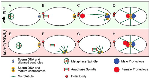 Figure 1. Sperm centriole and aster suppression, maturation and capture. (A-D) Sperm centrosome maturation in a wildtype C. elegans embryo. (A) Metaphase I meiotic embryo with silenced sperm centrioles. (B) Anaphase II meiotic embryo with silenced sperm centrioles. (C) Pronuclear stage embryo with mature sperm centrosomes and microtubule asters capturing the female pronucleus. (D) Pronuclear meeting with one pronucleus from each parent. (E-H) Premature centrosome maturation in a kca-1(RNAi) treated embryo. (E) Metaphase I meiotic embryo with sperm centrosomes starting to mature. (F) Anaphase II meiotic embryo with mature sperm centrosomes and microtubule asters forming. (G) Anaphase II meiotic embryo with mature sperm centrosomes and microtubule asters capturing the meiotic spindle and preventing polar body formation. (H) Pronuclear stage embryo with one male pronucleus and two female pronuclei from failed polar body formation.
