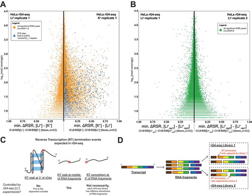 Figure 3. False-positive RTS detections originate from RNA fragmentation-associated background noise. (A) Transcriptome-wide significant RSR peaks (minimum ΔRSR >0) detected from replicate 1 of HeLa rG4-seq dataset (pairwise comparison between K+/Li+ condition). Minimum ΔRSR values (indicating RTS effect strength) of RSR peaks were plotted against read coverage (logarithmic scale). Each datapoint corresponds to 1 RSR peak at 1 single-nucleotide genomic locus. RSR peaks coinciding with RTS sites in canonical/G3L1-7 reported by Kwok et al. [Citation9] are highlighted. (B) Transcriptome-wide significant RSR peaks (minimum ΔRSR >0) detected from a pairwise comparison between replicates 1 and 2 of the Li+ HeLa rG4-seq dataset. Comparison between replicates of identical conditions implies that all detected RSR peaks originated from experimental variations. (C) Summary of different reverse transcription (RT) termination events expected in rG4-seq that would generate RSR signals, and whether these events were controlled by rG4-seq (Li+) experiments. (D) Illustration of noise introduced to rG4-seq sequencing data by the RNA fragmentation process. Each rG4-seq library receives an unidentical assortment of RNA fragments, which causes discrepancies in the RT termination events at 5′ of the RNA fragments between libraries.