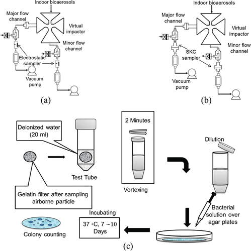 Figure 1. Schematic of experimental setup for field test with (a) electrostatic sampler, (b) SKC sampler, and (c) culturing processes.