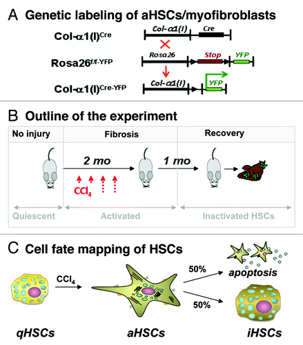 Figure 1. Study design to determine the cell fate of aHSCs during regression of CCl4-induced liver fibrosis. (A) Cre-loxP-based genetic labeling marks the fate of Col-α1(I)-expressing aHSCs/ myofibroblasts in Col-α1(I)Cre-YFP mice generated by crossing Col-α1(I)Cre and Rosa26f/f-YFP mice. (B) Col-α1(I)Cre-YFP mice were subjected to CCl4-induced liver injury (1.5 mo) then recuperated upon cessation of injuring agent (for 1 mo). Mice were sacrificed, and livers were analyzed for the presence of Vitamin A+ YFP+ and Vitamin A+ YFP- HSCs. (C) CCl4 induces qHSC activation into aHSCs/myofibroblasts in Col-α1(I)Cre-YFP mice. After CCl4 withdrawal, some aHSCs apoptose, while some inactivate (YFP+ iHSCs number < 100% of aHSCs).Citation6