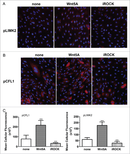Figure 3. Effects of ROCK inhibition on Wnt5A-induced phosphorylation of LIMK2 and CFL1. Immunofluorescence staining of (A) phosphorylated LIMK2 and (B) phosphorylated CFL1 (both in red) and nuclei (blue) in HCAEC treated with either Wnt5A alone or in combination with the ROCK inhibitor Y-27632 (iROCK) for 1 h and 4 h respectively. Zeiss Axioskope, original magnification 200x. (C) Mean cellular fluorescent intensities of phosphorylated LIMK2 and CFL1 quantified by ImageJ based Fiji software. pLIMK2, phosphorylated LIMK2; pCF1, phosphorylated CFL1. ***P < 0.001, Wnt5A versus none and Wnt5A combined with iROCK vs. Wnt5A alone.