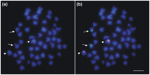 Figure 3. FISH mapping of 28S (arrows) and 5S (arrowheads) rDNA clusters to metaphase chromosomes of the burbot Lota lota stained with DAPI. Scale bar = 10 μm.