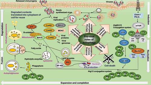 Figure 1. Pro-viral roles of autophagy during virus infection. Autophagy facilitates viral replication in six aspects. 1) Providing delivery vehicle. Viruses hijack host autophagy pathway to deliver viral particles to the replication sites. 2) Offering replication platform. Autophagosomes provide the scaffold and concentrate nutrients for viral replication, and protect the intermediates from immune detection. 3) Providing nutrients. Autophagy provides nutrients for viral replication. 4) Availing maturation and egress. Autophagy machinery facilitates in the late stage of viral lifecycle including capsid maturation, envelopment (if applicable), and egress. 5) Avoiding immune surveillance. Viruses modulate autophagy signaling by inhibiting MHC antigen presentation to avoid immune surveillance and create a favorable environment for viral survival. 6) Avoiding programmed cell death. Viruses have developed strategies to suppress autophagy and avoid programmed cell death. The background depicts key components of the autophagy pathway. The major roles played by autophagy are summarized in the middle, with the relevant components of each role listed close by