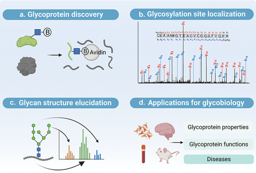 Figure 1. Advances in MS-based glycoproteomics enable multifaceted investigation of glycoproteins. (a) Coupling effective enrichment with glycoproteomics allows for the discovery of unknown glycoproteins in the biological system. (b) Tandem MS enables us to pinpoint glycosylation sites. (c) Development of fragmentation methods and bioinformatic toolkits facilitates the elucidation of glycan. (d) Quantitative glycoproteomics is applied to systematically investigate the properties and functions of glycoproteins, and their implications in diseases (Figure 1b is adapted with permission from ref [Citation6]. Copyright American chemical Society.).