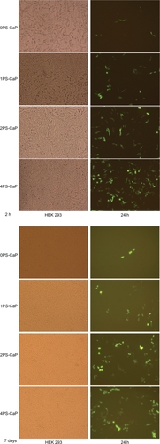 Figure 3 Fluorescence confocal microscopy (magnification 20× in all cases) of HEK 293 cells that were transfected with the classical calcium phosphate particle (0PSCaP) and 1PS-CaP, 2PS-CaP, and 4PS-CaP, after standing for two hours and for seven days.Abbreviations: PS-CaP, protamine sulfate-coated calcium phosphate; 0PS-CaP, PS-CAP with 0% protamine sulfate concentration; 1PS-CaP, PS-CAP with 1% protamine sulfate concentration; 2PS-Cap, PS-CaP with 2% protamine sulfate concentration; 4PS-CaP, PS-CAP with 4% protamine sulfate concentration.