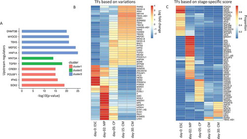 Figure 2. Identification of upstream regulators, most varied and stage-specific transcription factors (TFs) during cardiogenesis. (a). Ingenuity pathway software analysis identifies statistical significant upstream regulators for the cluster of genes showed in Figure 1(b). (b). Heatmap for top 50 TFs showing the largest expression variations from ESCs to cardiomyocytes. Each column represents a different sample, and each row represents a different gene. The color in the heatmap again represents the log 2 fold change of normalized expression values. (c). Heatmap for stage-specific TFs from ESCs to cardiomyocytes. The color in the heatmap represents the proportion of expression value for that sample to the sum of all samples.