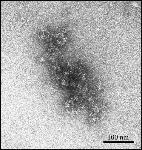 Figure 8 Transmission electron microscopy image of a trastuzumab aggregate formed in 5% dextrose. The aggregate appears amorphous, without fibrillar structure.