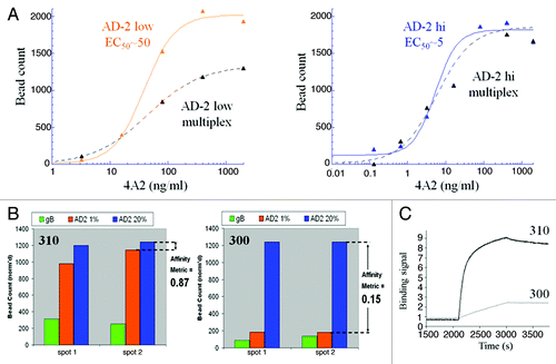 Figure 4. Development of a multiplexed strategy for discovery of high-affinity antibodies to the neutralizing site I, AD-2 region of the gB protein on human CMV. (A) A bead-based ELISA was used to track the optimization of low and high density AD-2 beads with a 10-fold binding difference to a benchmark reagent, mAb 4A2. As desired, binding of 4A2 to the low density beads was reduced when multiplexed with high density and gB beads, whereas high density beads bound 4A2 equally in single or multiplexed formats. With these bead properties we expected to be able to screen and differentiate mAb at least 10-fold improved in AD-2 binding over 4A2. (B) Digital fluorescent microscopy was used to count and quantify antibody binding to low affinity beads (high density, 20% AD-2 coating in 1% BSA), high-affinity beads (low density, 1% AD-2 coating in 1% BSA) and gB beads. Data was transformed to a bar graph format and an “affinity metric” value was assigned. A high-affinity antibody would bind equally, without bias, to both densities of AD-2 coated beads and have a calculated “affinity metric” of 1. Low-affinity antibodies would preferentially bind the high density AD-2 coated beads, and demonstrate affinity metric values < 1. Antibodies that cannot bind the peptide in the context of the native gB protein will show no signal on the gB-ECD coated beads. (C) Kinetic AD-2 binding sensorgrams for the high- (affinity metric = 0.87) and low- (affinity metric = 0.15) affinity monoclonal antibodies corresponding to these CellSpot™ phenotypes.