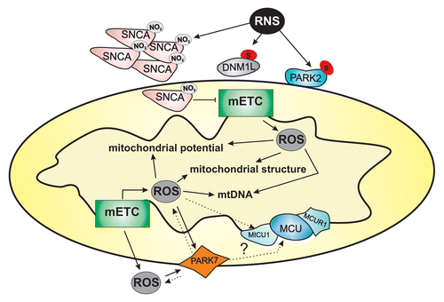 Figure 3. ROS and RNS are responsible for the decrease in mitochondrial potential, mitochondrial fission and mtDNA mutations. Indeed, ROS and RNS regulate several mitophagic molecular targets through protein modification. ROS, reactive oxygen species; RNS, reactive nitrogen species; mETC, mitochondrial electron transport chain complex.