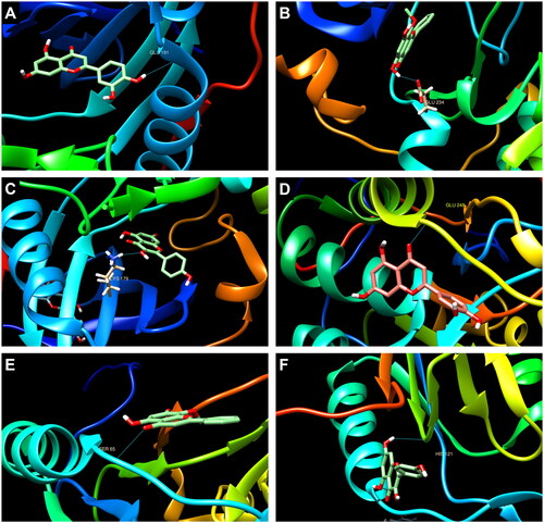 Figure 7. Compound-major target molecular docking. (A–C) The interaction mode of AKT1 with luteolin, wogonin, and kaempferol, respectively. (D–F) represented the interaction mode of CASP3 with luteolin, wogonin, and kaempferol, respectively.