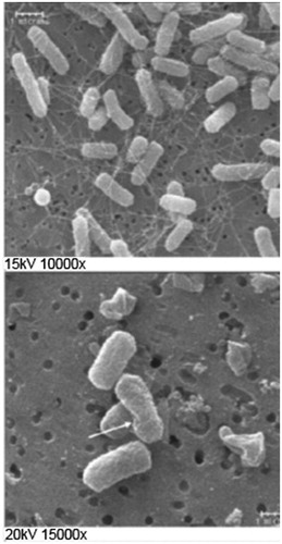 Figure 4. Scanning electron microscopy images of E. coli. Untreated bacteria are shown in part A and bacteria following treatment with 24 kHz, 85 W/cm2 ultrasound are shown in part B. Arrow indicates changes in cell wall morphology. Reprinted with permission, from Gera and Doores [Citation111].