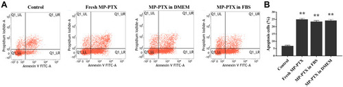 Figure 4 The toxicity stability of MP-PTX in vitro. (A) Cell apoptosis in control, fresh MP-PTX, MP-PTX in DMEM 7 days later, and MP-PTX in FBS 7 days later. (B) Bar chart representing the percentage of apoptotic cells in each group. Three MP-PTX groups showed cytotoxicity to Hela cells when compared to control groups. The toxicity of MP-PTX in DMEM and FBS 7 days later did not change compared to fresh MP-PTX (**p < 0.01).