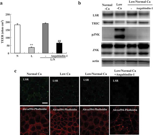 Figure 4. Effects of angubindin-1 in Ca-switch model of Sawano cells.(a) Bar graph of TEER values representing barrier function of Sawano cells treated with or without 2.5 μg/ml angubindin-1 in a Ca-switch model. L: Low Ca2+. N: Normal Ca2+. L/N: Low Ca2+/Normal Ca2+. **p < .01, vs normal. ##p < .01, vs non-treatment. (b) Western blot analysis for LSR, TRIC, pJNK and JNK in Sawano cells treated with or without 2.5 μg/ml angubindin-1 in a Ca-switch model. (c) Immunocytochemical staining for LSR (green) and F-actin (Alexa 594-Phalloidin, red) in Sawano cells treated with and without 2.5 μg/ml angubindin-1 in Ca-switch model. Bar: 5 μm.