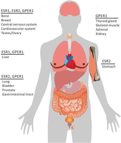 Figure 1. Schematic view of ESR distribution in organs.