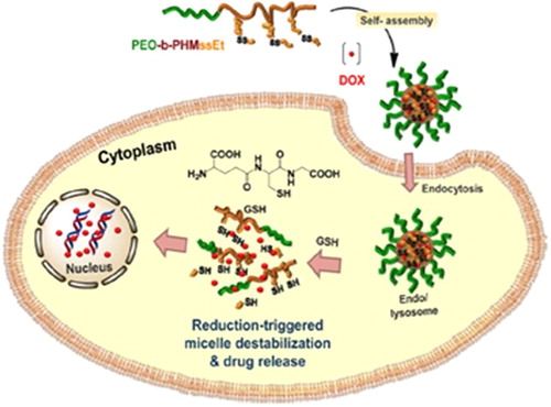 Figure 4. Illustration of PEO-b-PHMssEt as effective intracellular drug delivery nanocarriers exhibiting enhanced release of DOX in response to GSH in cancer cells. Reproduced with permission from reference (CitationKhorsand et al. 2013) Copyright American Chemical Society 2013.