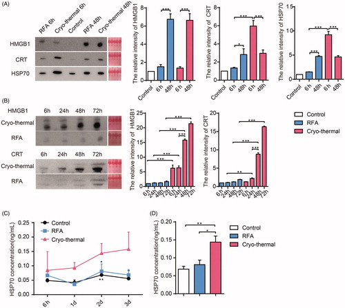 Figure 1. The levels of DAMPs in situ and peripheral circulation after cryo-thermal therapy. (A) The levels of HSP70, CRT and HMGB1 released in interstitial fluid at 6 h and 48 h after RFA and cryo-thermal treatments were analyzed by western blot; (B) The levels of CRT and HMGB1 in serum at 6, 24, 48 and 72 h after RFA and cryo-thermal treatments were analyzed by western blot; (C) The HSP70 concentration in serum of three groups from 6 to 72 h after treatments were measured by using ELISA; (D) Representative HSP70 concentration in serum from three groups at 48 h after treatments. Data were shown as mean ± SD. *p < .05, **p < .01, ***p < .001 by one-way ANOVA.