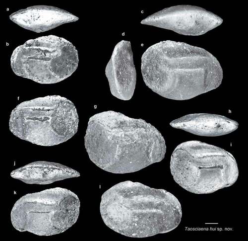 Figure 13. Fish otoliths from the late Miocene northern Taiwan. Scale bar = 1 mm. Images are inner views unless otherwise indicated. a–l, Taosciaena hui sp. nov.; a, b, paratype, SL-3a, ASIZF 01000071; a, ventral view; c–e, holotype, SL-3a, ASIZF 01000072; c, ventral view; d, anterior view; f–l, paratypes; f, SL-4, ASIZF 01000073; g, SL-3a, ASIZF 01000074; h–k, SL-4; h, i, ASIZF 01000075; h, ventral view; j, k, ASIZF 01000076; j, ventral view; l, SL-3a, ASIZF 01000077.