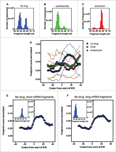 Figure 3. The effect of different translation inhibitors on the ribosome profiling analysis of the polybasic sequences. The distribution of the mapped mRNA fragment lengths from untreated yeast (A), yeast treated with cycloheximide (B) or yeast treated with anisomycin (C). (D) Using the polybasic sequences containing 6 or more consecutive K/R residues (inset of Fig. 1A), we performed a ribosome profiling analysis using data generated by other groups using the samples described in panels A, B and C. We divided the mapped mRNA fragments for untreated yeast (panel A) into 2 groups: shorter mRNA fragments (18–25 nt, inset of panel E) and longer mRNA fragments (26–35 nt, inset of panel F). These two classes of mRNA fragments were subjected to the ribosome profiling analysis of the polybasic sequences (E and F). We show the averaged number of reads and the standard deviation (thin lines).