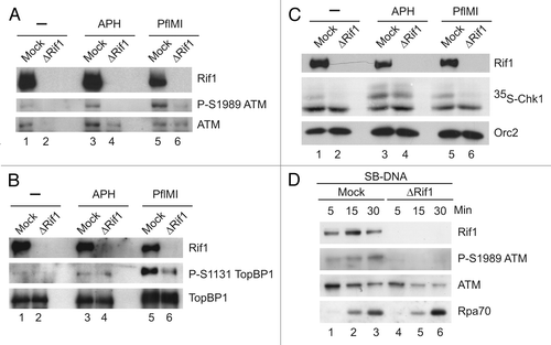 Figure 6 Rif1 is necessary for activation of key checkpoint signaling molecules in response to DSBs. (A) Mock-depleted and Rif1-depleted extracts were incubated with no checkpoint inducer (lanes 1 and 2), aphidicolin (APH) (lanes 3 and 4) and PflMI (lanes 5 and 6). Nuclear fractions were prepared and immunoblotted with antibodies that recognize Rif1, S1989-phosphorylated Xenopus ATM and ATM. (B) Nuclear fractions were prepared from the indicated extracts as described in (A) and immunoblotted with antibodies against Rif1, S1131-phosphorylated TopBP1 and TopBP1. (C) Nuclear fractions were prepared from the indicated extracts as described in (A), except that the extracts were also supplemented with 35S-labeled Chk1. Nuclear fractions were subjected to SDS-PAGE and processed for either immunoblotting with anti-Rif1 (top part) and anti-Orc2 antibodies (bottom part) or phosphorimaging to detect radiolabeled Chk1 (middle part). (D) SB-DNA beads were incubated in mock-depleted and Rif1-depleted extracts. The beads were retrieved and processed for immunoblotting of the indicated antigens.