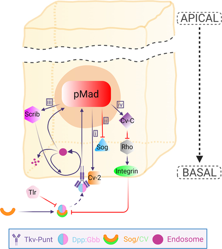 Figure 2. Schematic overview of BMP signalling regulatory system in the PCV cell. The Dpp:Gbb heterodimer is trafficked basally with BMP binding proteins Sog/Cv to bind Tkv-Punt receptor. The release of the ligands requires protease Tlr that is responsible for the cleavage of Sog. The release of the heterodimers leads to the activation of the receptor prompting BMP signalling highlighted by pMad expression. BMP signal regulates various co-factors that form a feedback or feedforward mechanism to further sustain BMP signal in the PCV field. i) Cv-2 is upregulated by BMP signal. Cv-2 is a secreted BMP-binding protein that promotes BMP signalling by facilitating receptor-ligand binding. ii) BMP signal represses sog expression which is needed for continuous PCV formation. iii) BMP signal is needed for up-regulating Scrib expression, which in turn optimizes the BMP signalling by regulating the localization of Tkv and by facilitating Tkv internalization to Rab5 endosomes enabling the receptor signalling. The endosomes can either enter into the receptor recycling or go to degradation. iv) BMP signal induces cv-c expression, which is responsible for inactivating Rho-type small GTPases, leading to the downregulation of β-integrins. Low levels of β-integrins provide optimal extracellular environment to maintain ligand trafficking into the PCV region. Apical portion of the epithelial cell is abbreviated. Created with BioRender.com.