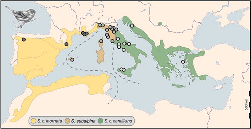 Figure 1. Distribution range of the subalpine warbler species complex. Sampling points and hypothetical species limits were re-drawn based on Brambilla et al. (Citation2008b) and Svensson (Citation2013).