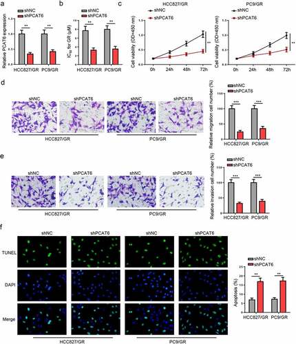 Figure 2. PCAT6 knockdown reduces gefitinib resistance of NSCLC. (a) PCAT6 levels in gefitinib-resistant HCC827 and PC9 cells in shNC and shPCAT6 groups. (b and c) Changes in IC50 value and cell viability in treated cells after silencing PCAT6. (d and e) Cell migratory and invasive abilities of cells following PCAT6 knockdown. (f) The impact of PCAT6 silence on the apoptosis of gefitinib-resistant cells. ***p < 0.001; **p < 0.01.