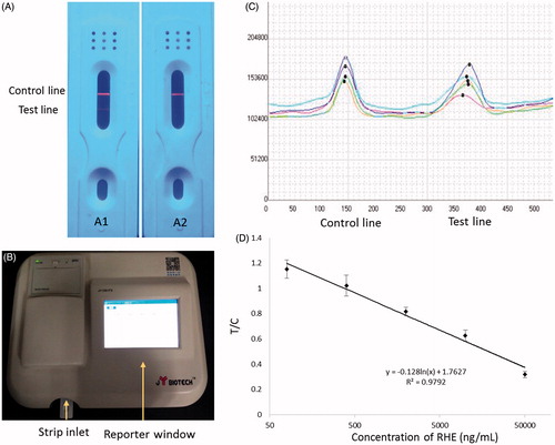 Figure 4. (A) Qualitative results obtained using the LCS test for RHE showing negative (A1) and positive samples (A2) under ultraviolet light. Fluorescence appearing at both the test and control lines indicated that the sample was free of RHE. Fluorescence appearing only at the control line indicated that the sample was positive for RHE. (B) Photograph of the matched-scanning luminoscope. (C) The fluorescence-intensity pattern scanned by the luminoscope. (D) Standard curve for RHE determination using icELISA. The regression equation was y = −0.128ln(x) + 1.7627, with R2 = 0.9792.